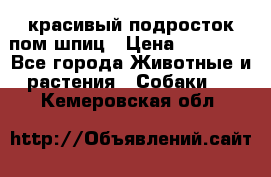 красивый подросток пом шпиц › Цена ­ 30 000 - Все города Животные и растения » Собаки   . Кемеровская обл.